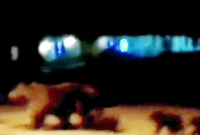 Uludağ’da ayı ve üç yavrusu çöplerde yiyecek aradı