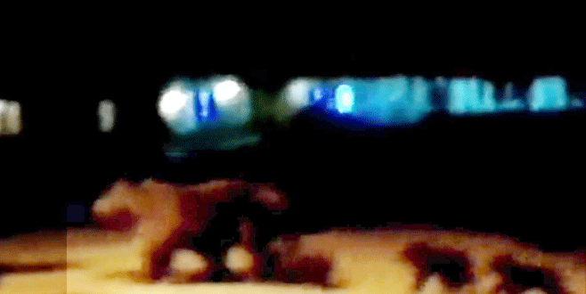 Uludağ’da ayı ve üç yavrusu çöplerde yiyecek aradı Uludağ’da ayı ve üç yavrusu çöplerde yiyecek aradı