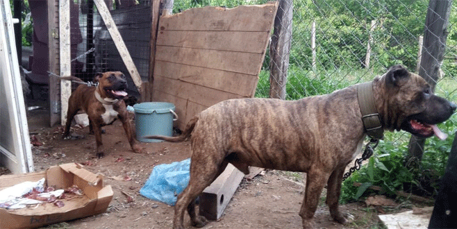 Bursa’da akıllara durgunluk veren hırsızlık… Bursa’da akıllara durgunluk veren hırsızlık…