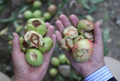 Bursa’da ‘Deveci’ ve ‘Santa Maria’yı dolu vurdu