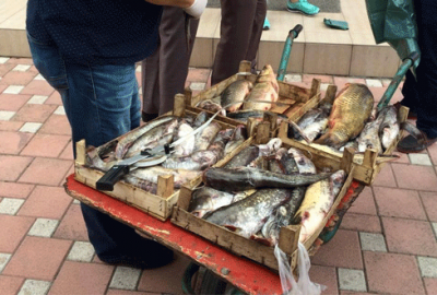 Bursa’da kaçak balık operasyonu