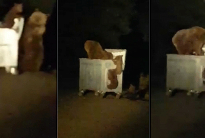 Uludağ’da Ramazan ayılara yaradı