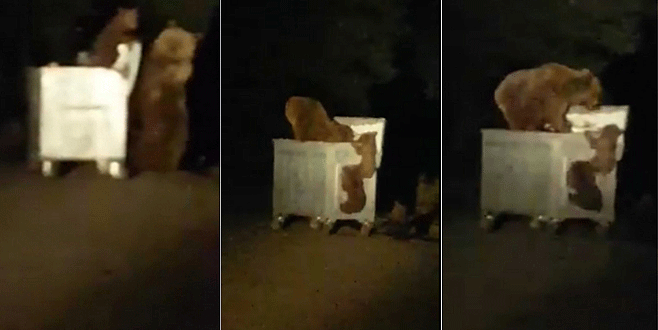 Uludağ’da Ramazan ayılara yaradı