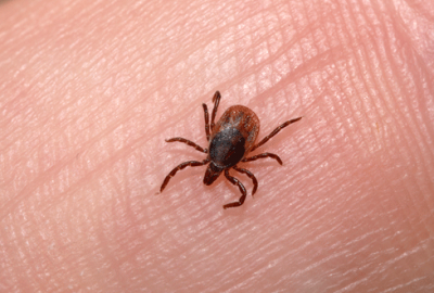 Mesire yerleri için kene uyarısı