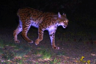 Şehirde ilk kez görüntülendi!