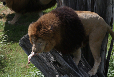 Aslanların av keyfi