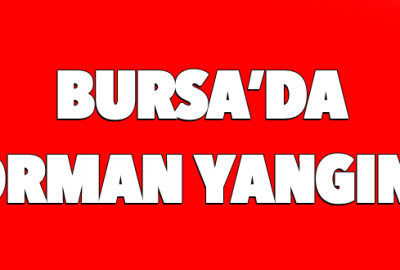 Bursa’da orman yangını!