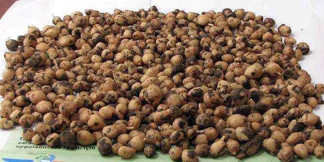 Ormandan topladı, 40 bin lira ceza ödeyecek