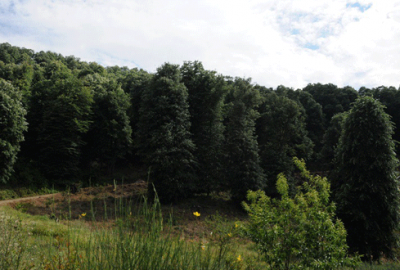 Bursa’ya 55 bin adet ıhlamur fidanı