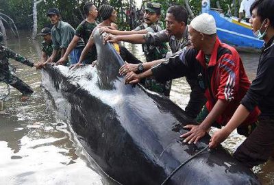 Çok sayıda balina kıyıya vurdu