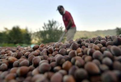 Bakan Çelik’ten fındık üreticilerine müjde