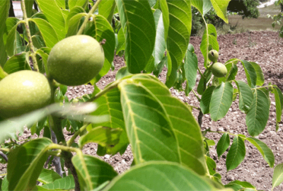 Bursa’da çileğin yerini ceviz alıyor