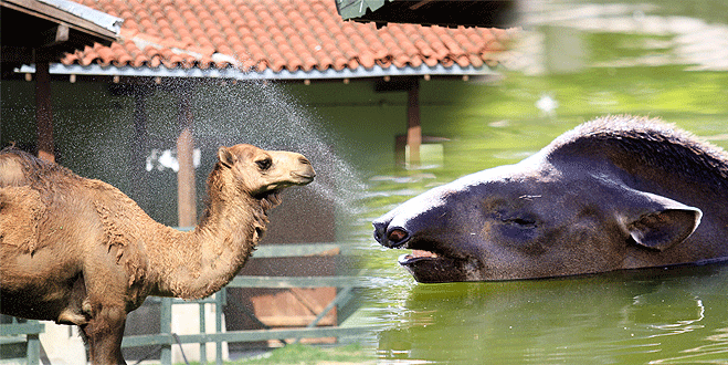 Bursa’da sıcaklık hayvanları da bunalttı
