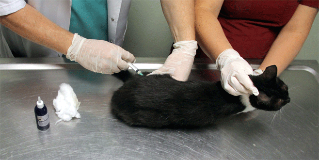 Osmanlı’nın ‘leylek hastanesi’ şifa dağıtıyor