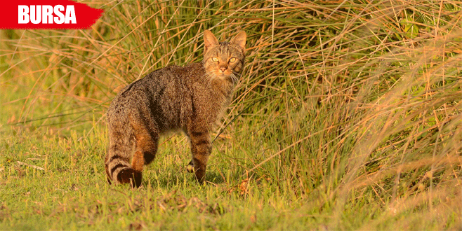 Yaban kedisi Karacabey Longozu’nda görüntülendi
