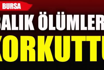 Bursa’da toplu balık ölümleri korkuttu