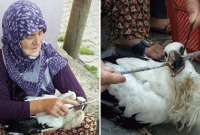 Bursa’da yavru leylek için seferber oldular