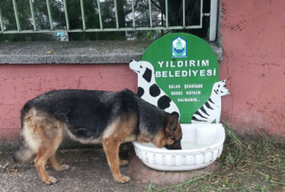 Yıldırım’da sokak hayvanlarına su çağrısı
