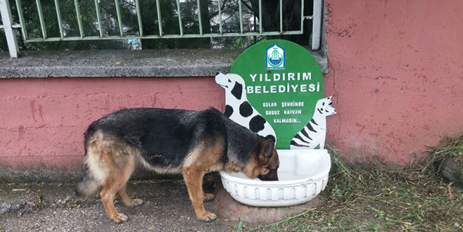 Yıldırım’da sokak hayvanlarına su çağrısı
