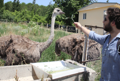 Bursa’da deve kuşu üretimi! Kırmızı ete rakip olabilir