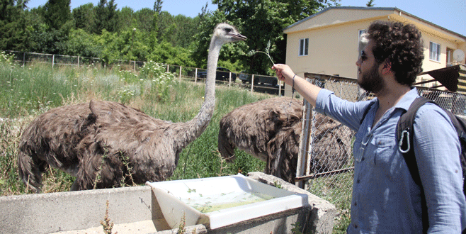 Bursa’da deve kuşu üretimi! Kırmızı ete rakip olabilir