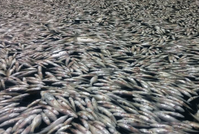 Bursa’da toplum balık ölümleri Meclis gündeminde