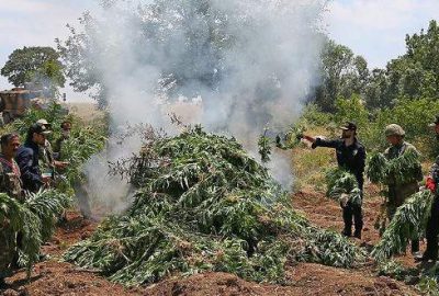 5 günde 20 milyon kök kenevir imha edildi