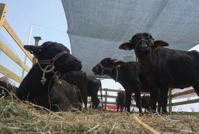 Manda yetiştiriciliğine destek