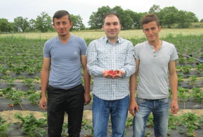 Çilek üreticisi umduğunu bulamadı