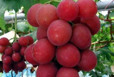 Bir salkım üzüme 9 bin 800 Euro ödedi