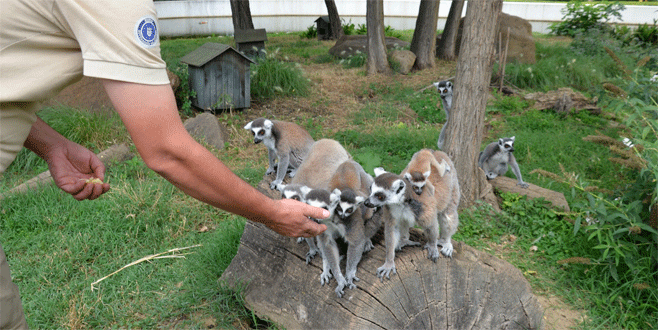 Bursa’da lemurların yavru sevinci