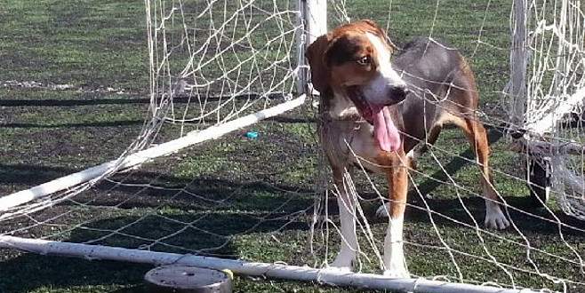 Bursa’da kale ağlarına dolanan köpeği kurtarma operasyonu