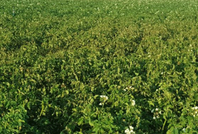 Üreticiye mildiyö uyarısı