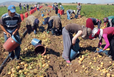 Tarımda sigortalanma artıyor
