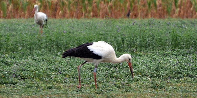 10 bin kilometre sonra Türkiye’de son bulan hayat