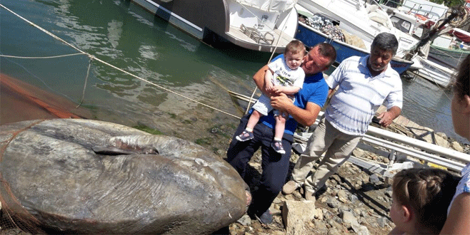 Bursa’da yakalandı, sahile zorlukla taşındı