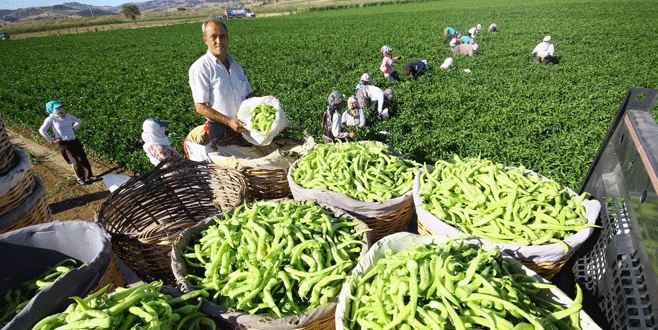Biber çiftçinin yüzünü güldürdü