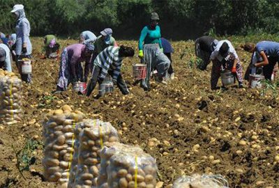 Patates çiftçinin yüzünü güldürmedi