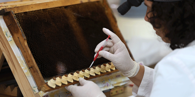 Suni tohumlama ile ‘güçlü arı’ üretiyorlar