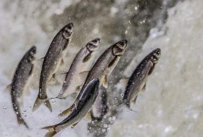 Van’a inci kefalinden yılda 10 milyon dolar