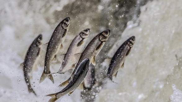 Van’a inci kefalinden yılda 10 milyon dolar