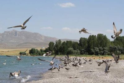 Van’da ölümle cebelleşen martılar korkutuyor
