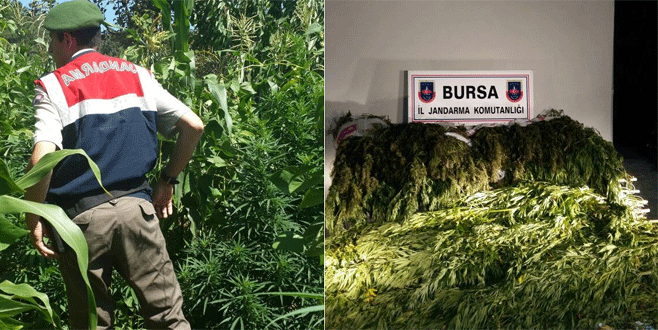 Esrar yetiştiren baba ile 2 oğlu gözaltına alındı