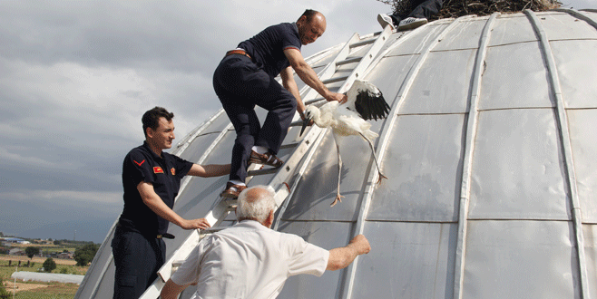 Bursa’da yavru leylekler için seferberlik