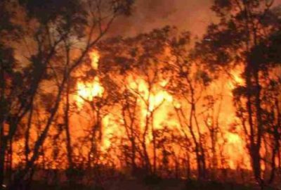 Çanakkale’de büyük orman yangını