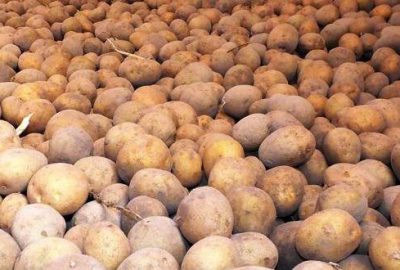 Patates tarlada 25 kuruş, pazarda 1,5 lira