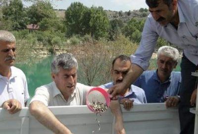 Malatya’da balıklandırma çalışmaları kapsamında çeşitli göletlere toplam 90 bin adet