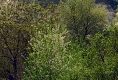 Karı ve koca ormandaki kuyuda ölü bulundu