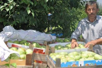 Armutta rekolte, düştü fiyat arttı