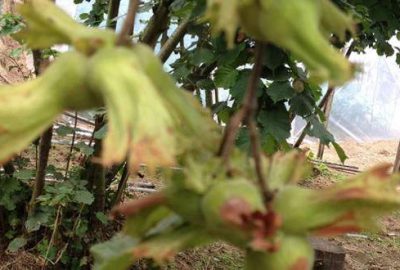 Fındık toplama ücretleri belirlendi